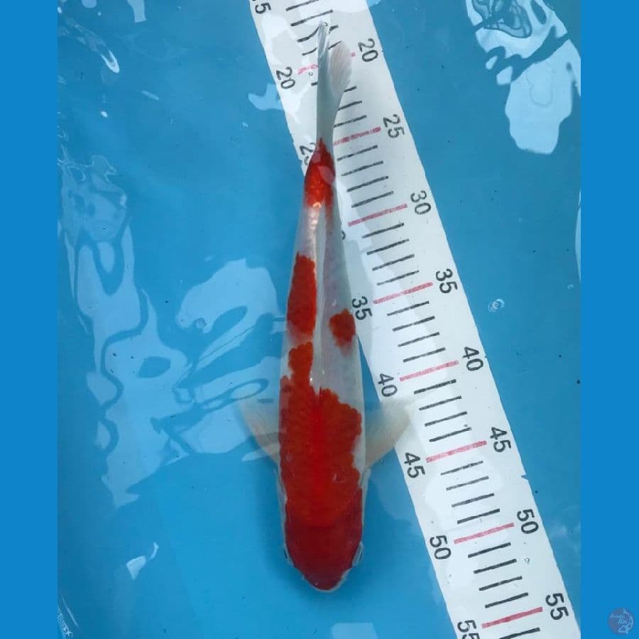 kohaku red strong 33cm