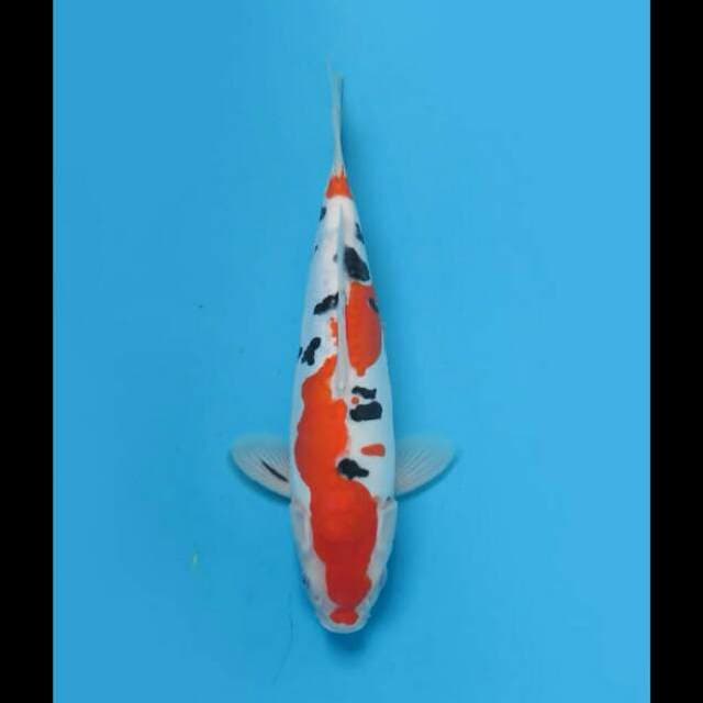 Sanke Doitsu Mulus 30cm Female Tosai 