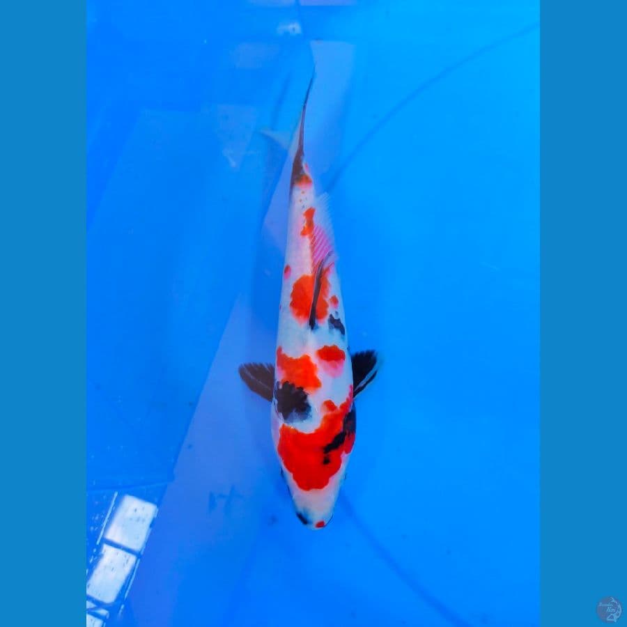 Showa M30cm