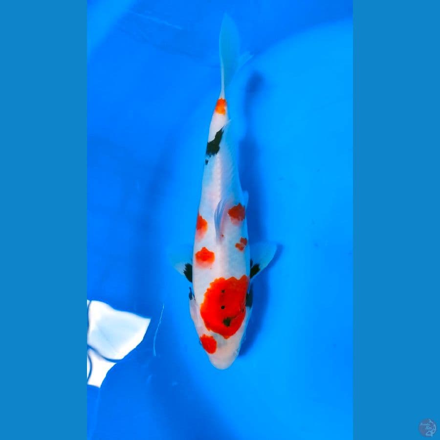 Showa F30cm
