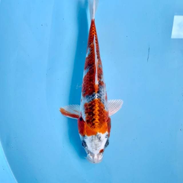 Gingga Kujaku 25Cm