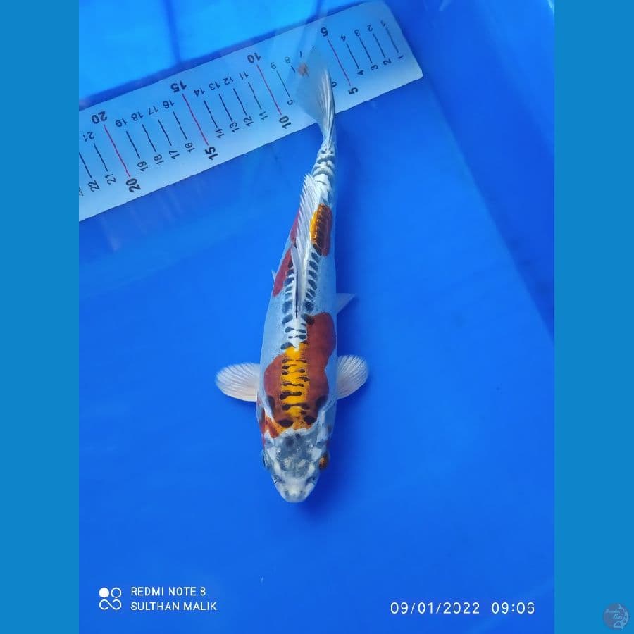 kiko 25 cm