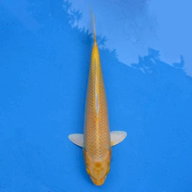 Ogon F1