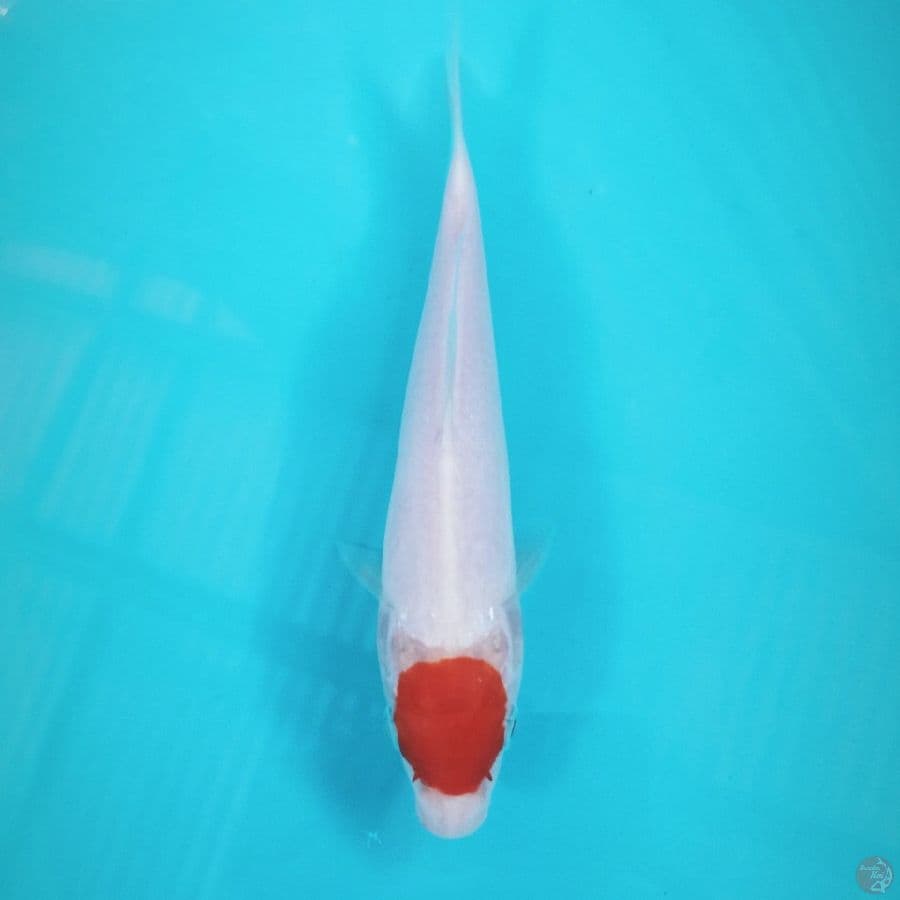tancho, 21 cm