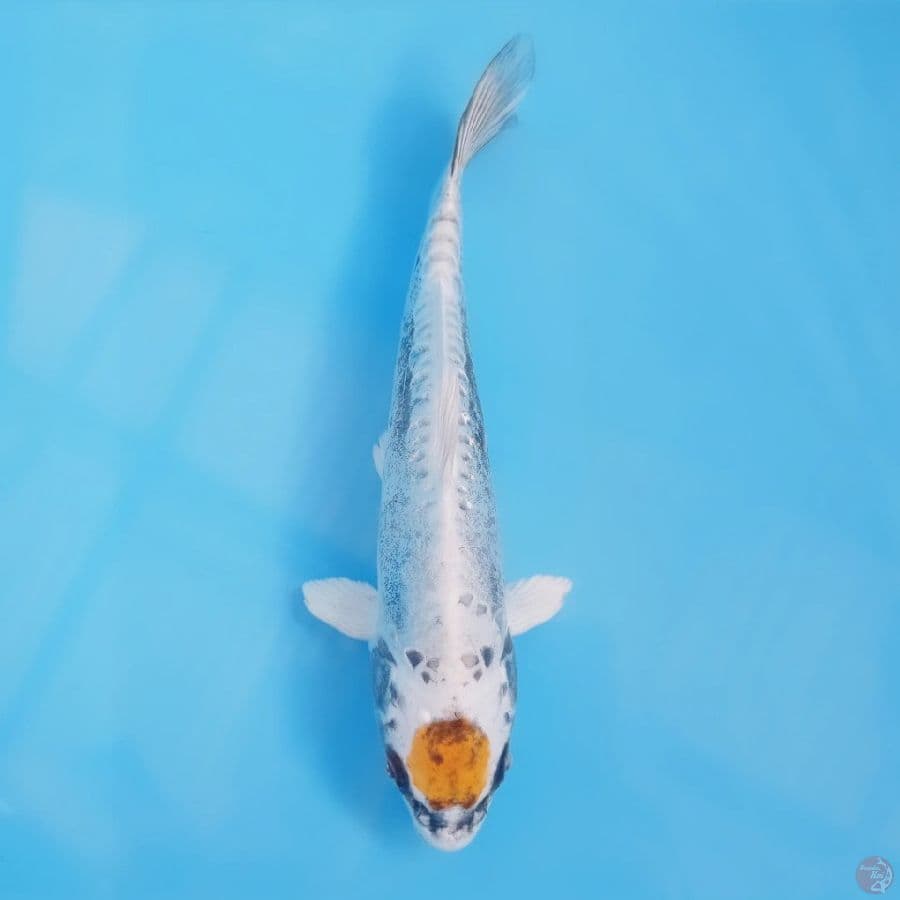 tancho, 22 cm