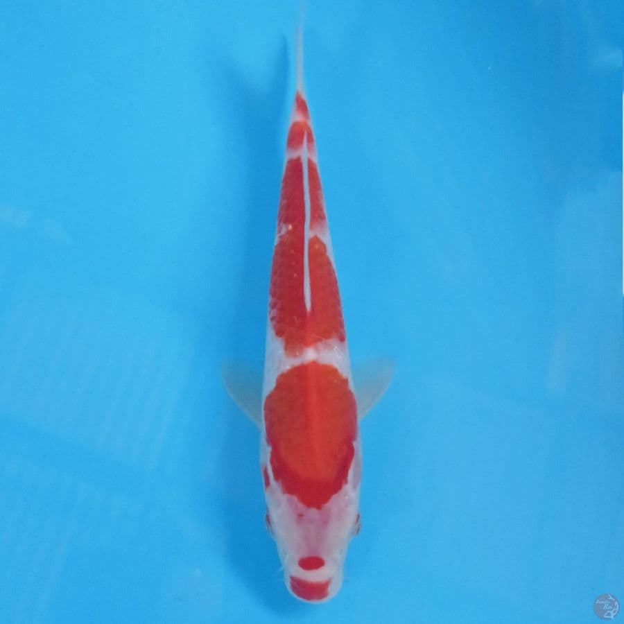 kohaku, 28 cm