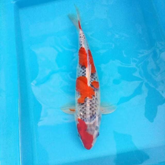 Nezu Goshiki
