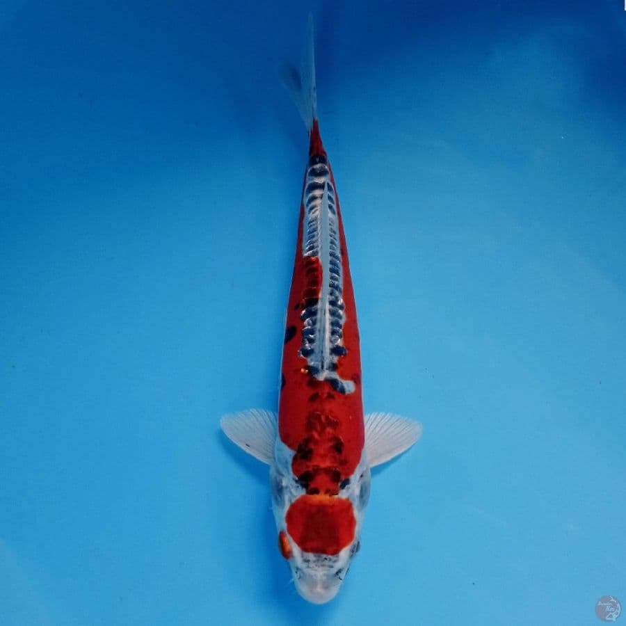 kikokuryu, 23 cm