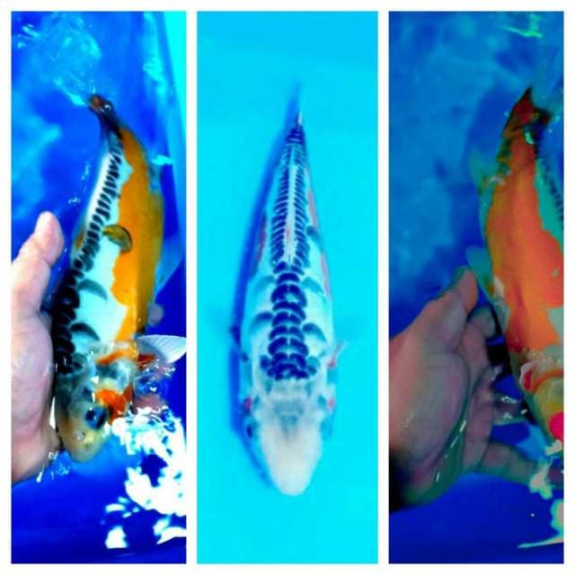 Shusui 28cm...body siip
