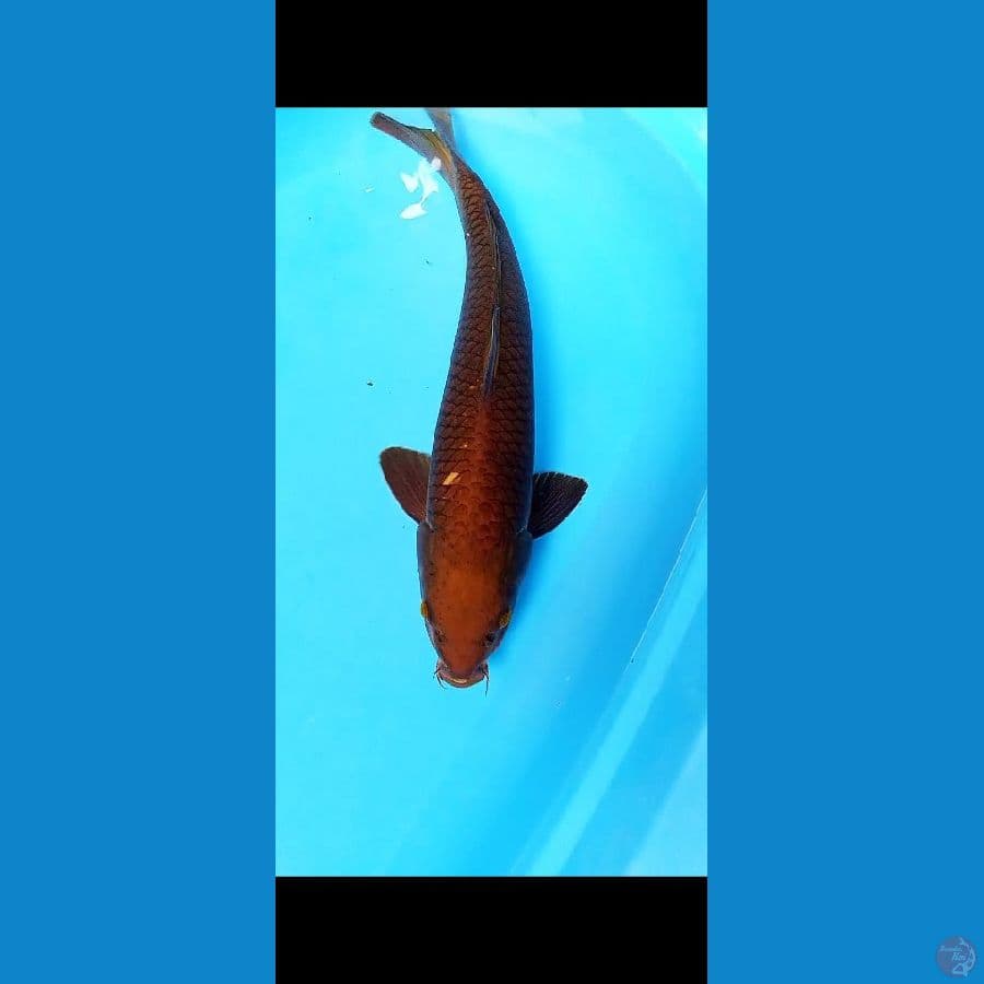 CHAGOI TEMBAGA i male 47