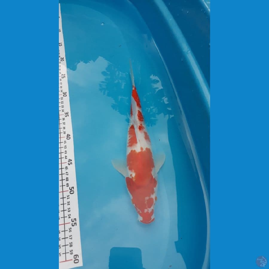 kohaku original