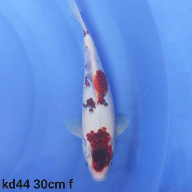 goromo
