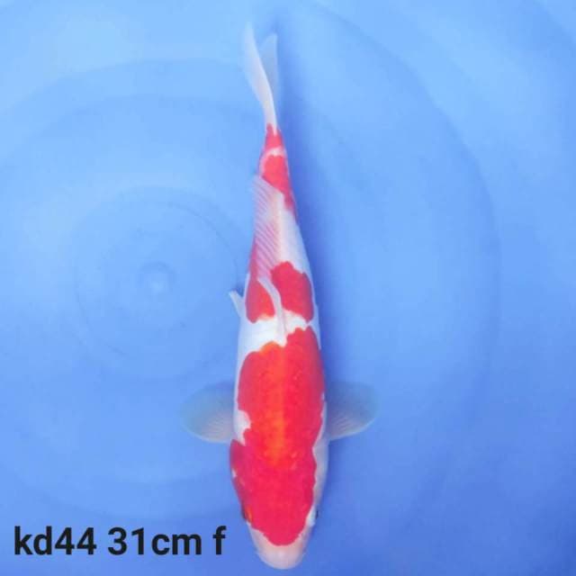 kohaku 