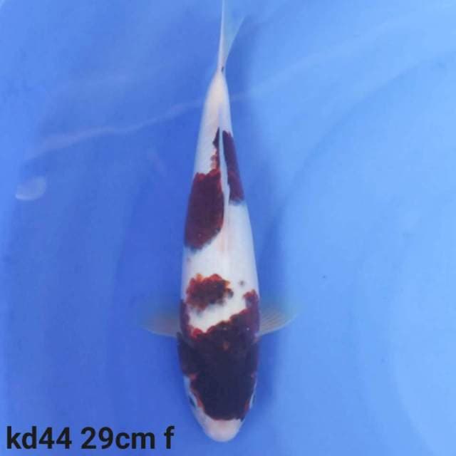 goromo