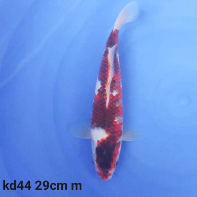 goromo