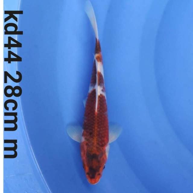 goromo