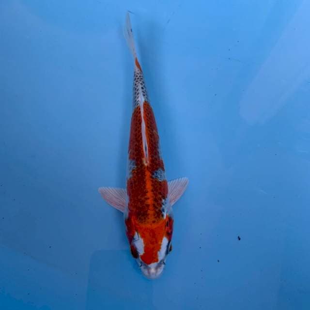 Gingga kujaku 23Cm