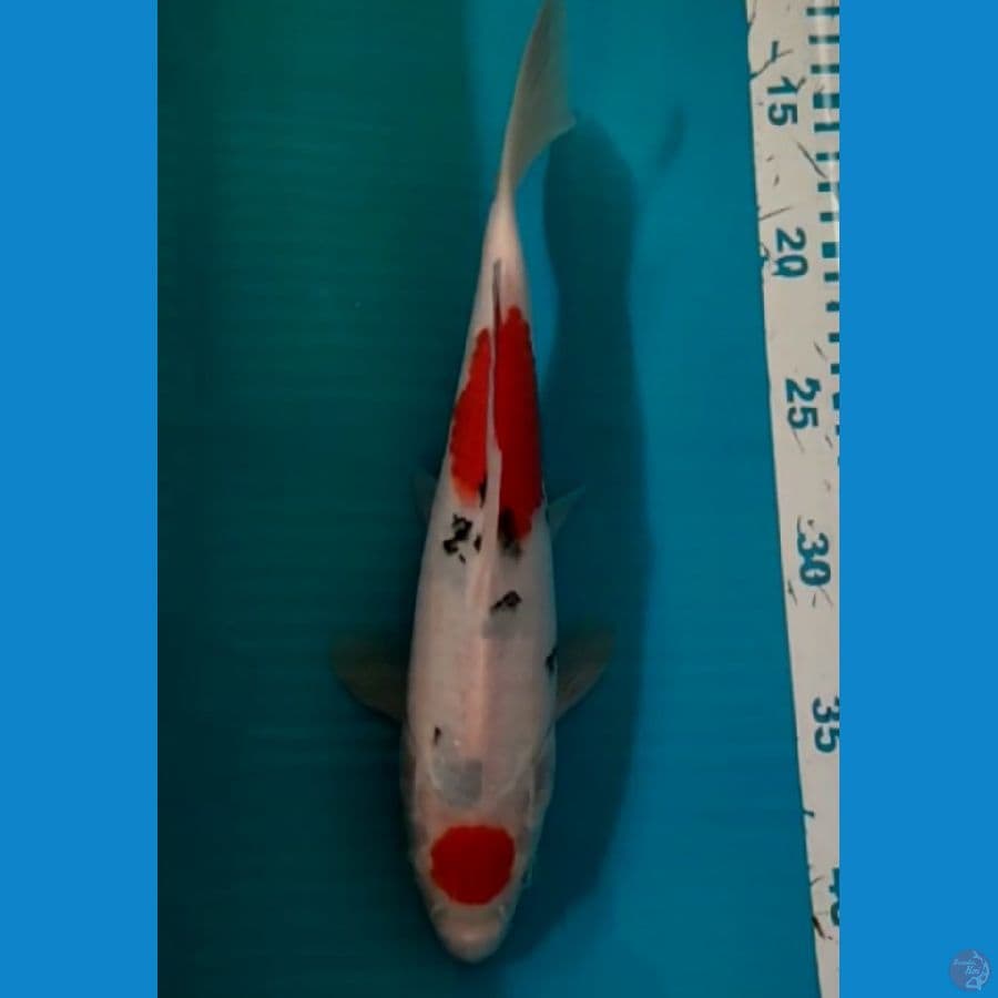 Maruten Sanke 26 cm