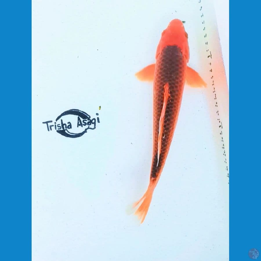 akamatsuba 30cm
