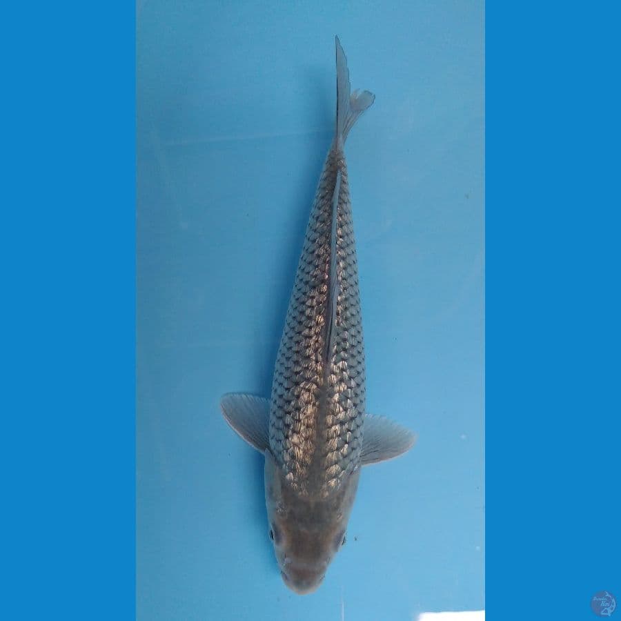 soragoi ginrin bodi jumbo 29cm