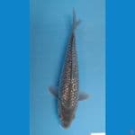 soragoi ginrin bodi jumbo 29cm