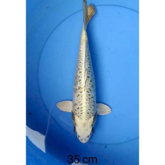 Mukashi Aragoke 35 cm