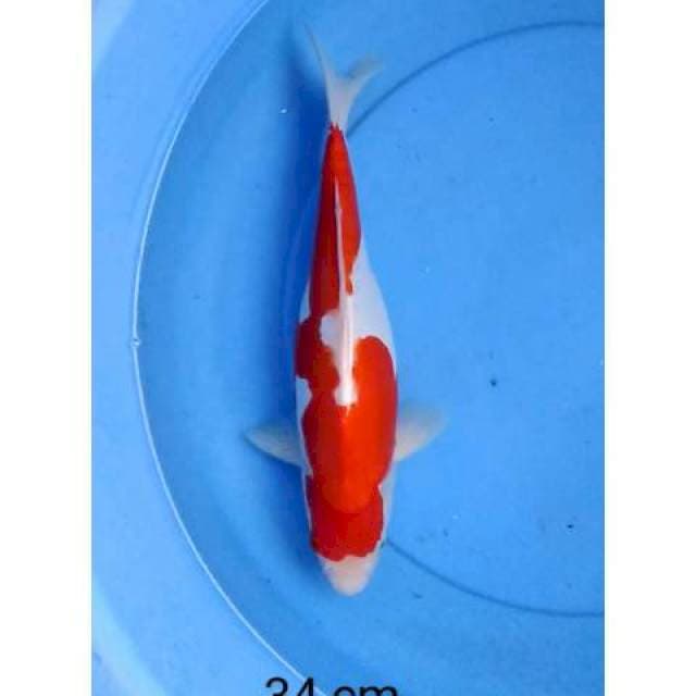 Kohaku doitshu strong 34 cm