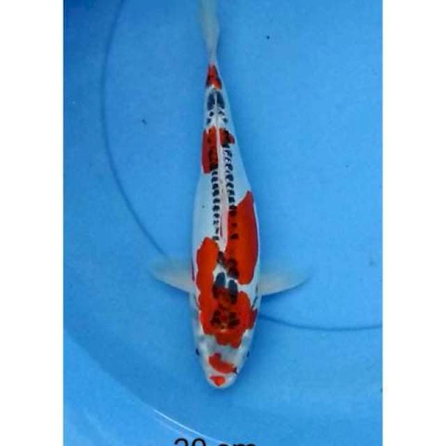 Kikokuryu 30 cm