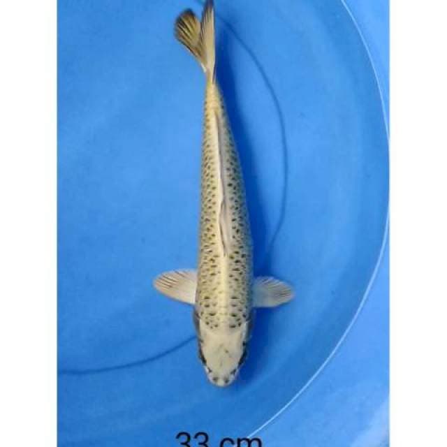 Mukashi aragoke 33 cm