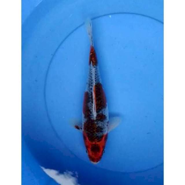Goshiki 31 cm