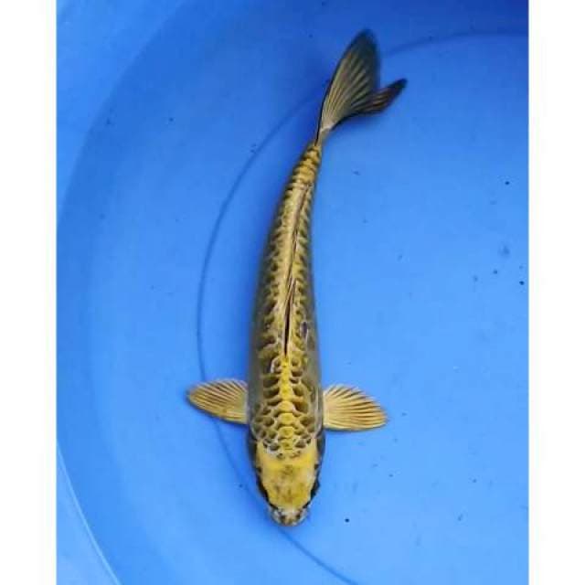 Mukashi Aragoke 30 cm