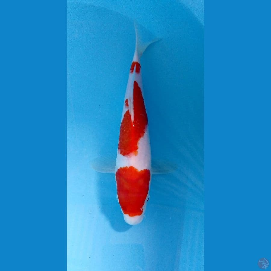 kohaku 26cm