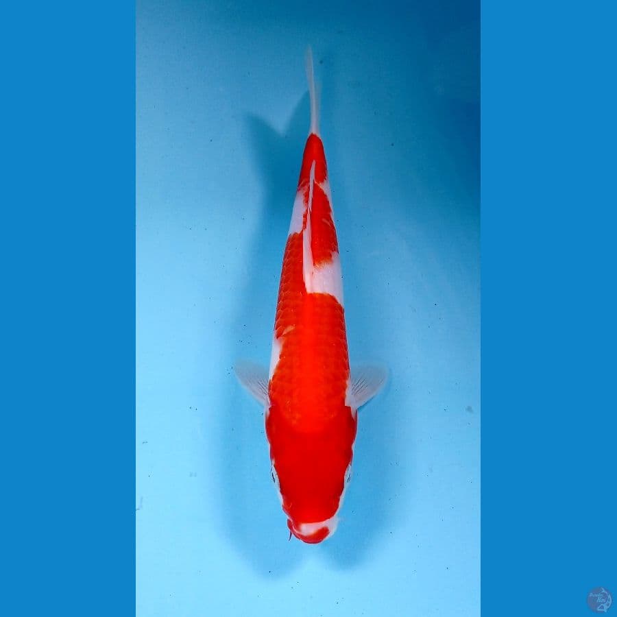 inazuma 25cm