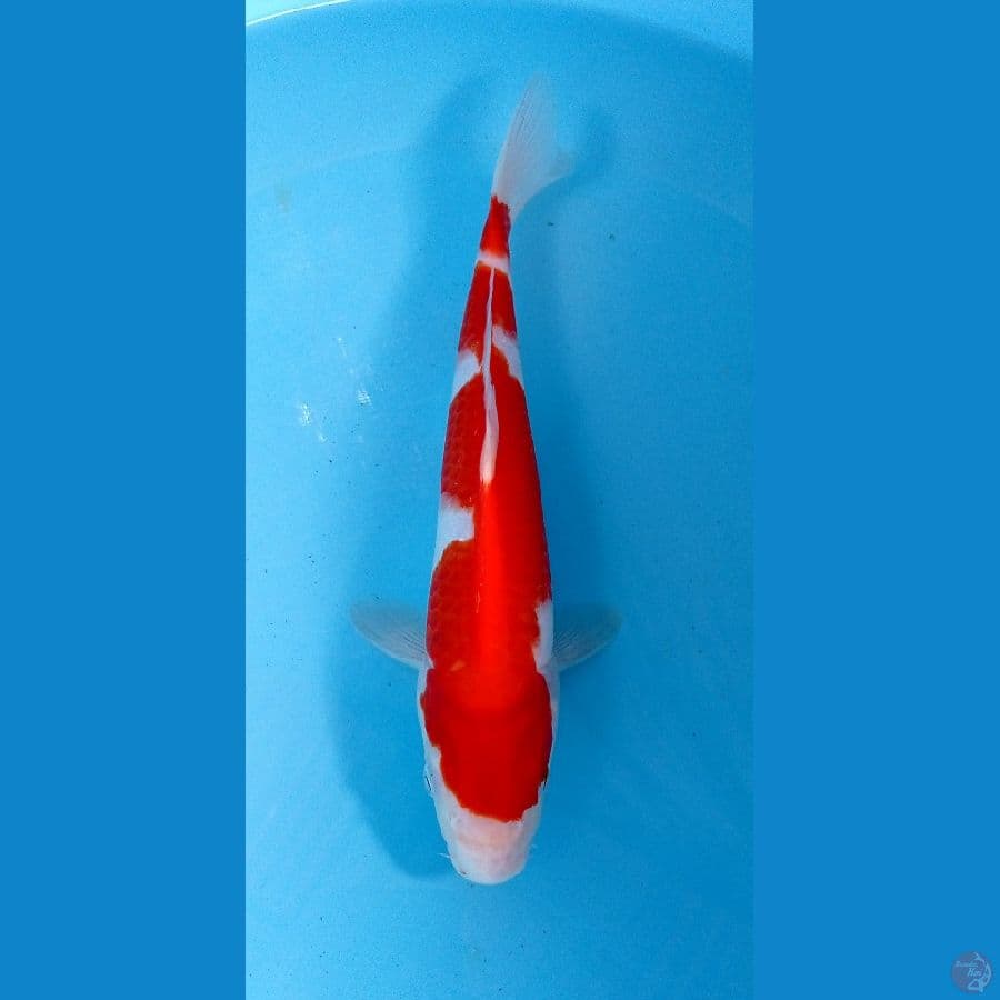 inazuma 28cm