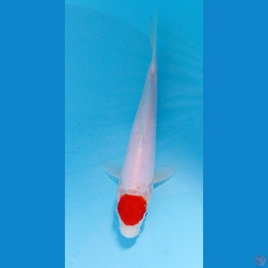 tancho 18cm