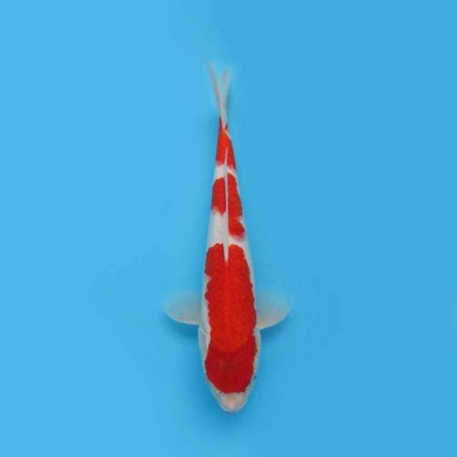 Sandan Kohaku 34 Cm