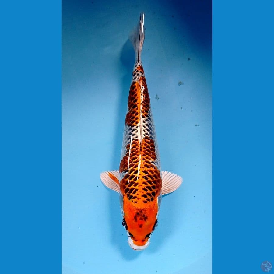 kujaku 28cm
