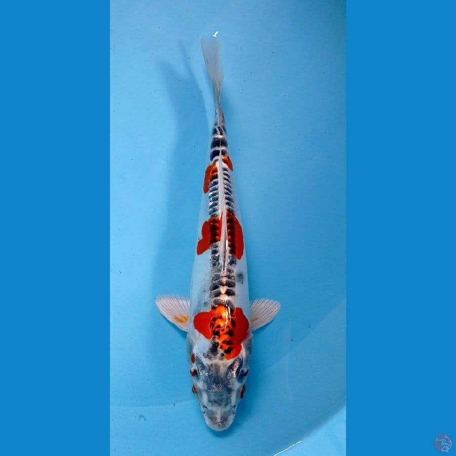 F1 kikokuryu 25cm