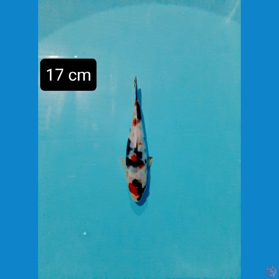 maruten kindai 17 cm
