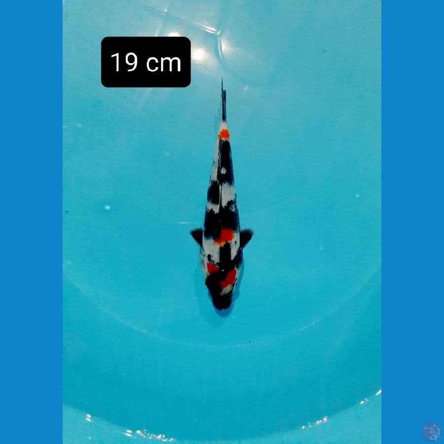 maruten kindai 19 cm