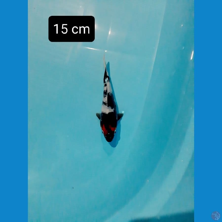 tancho showa 15 cm