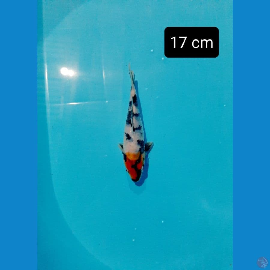 tancho showa 17 cm