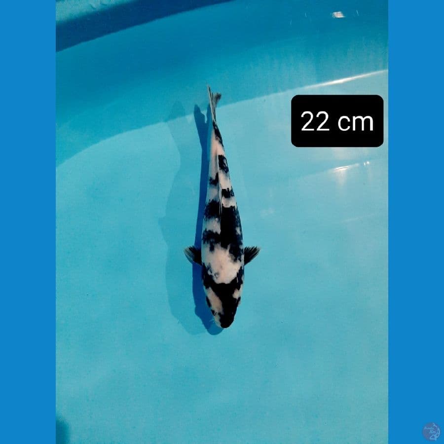 shiro 22 cm