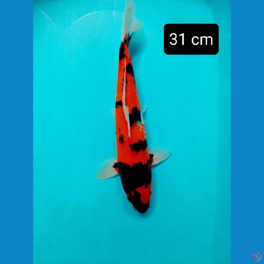 showa 31 cm