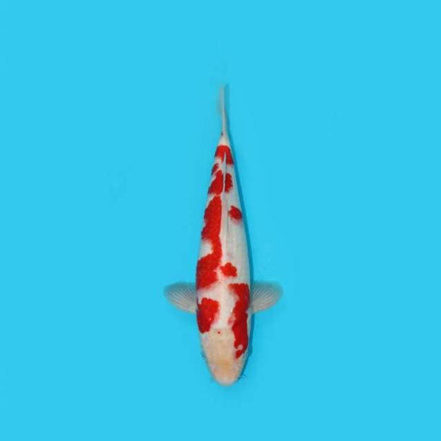Kohaku 37 Cm