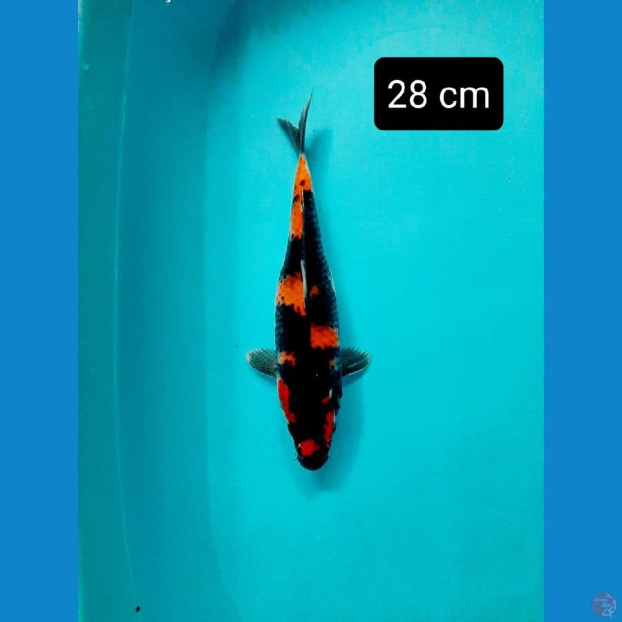 showa 28 cm