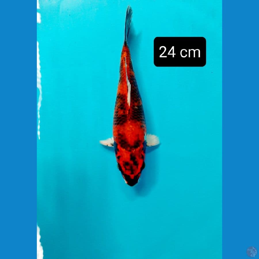 shot body 24 cm