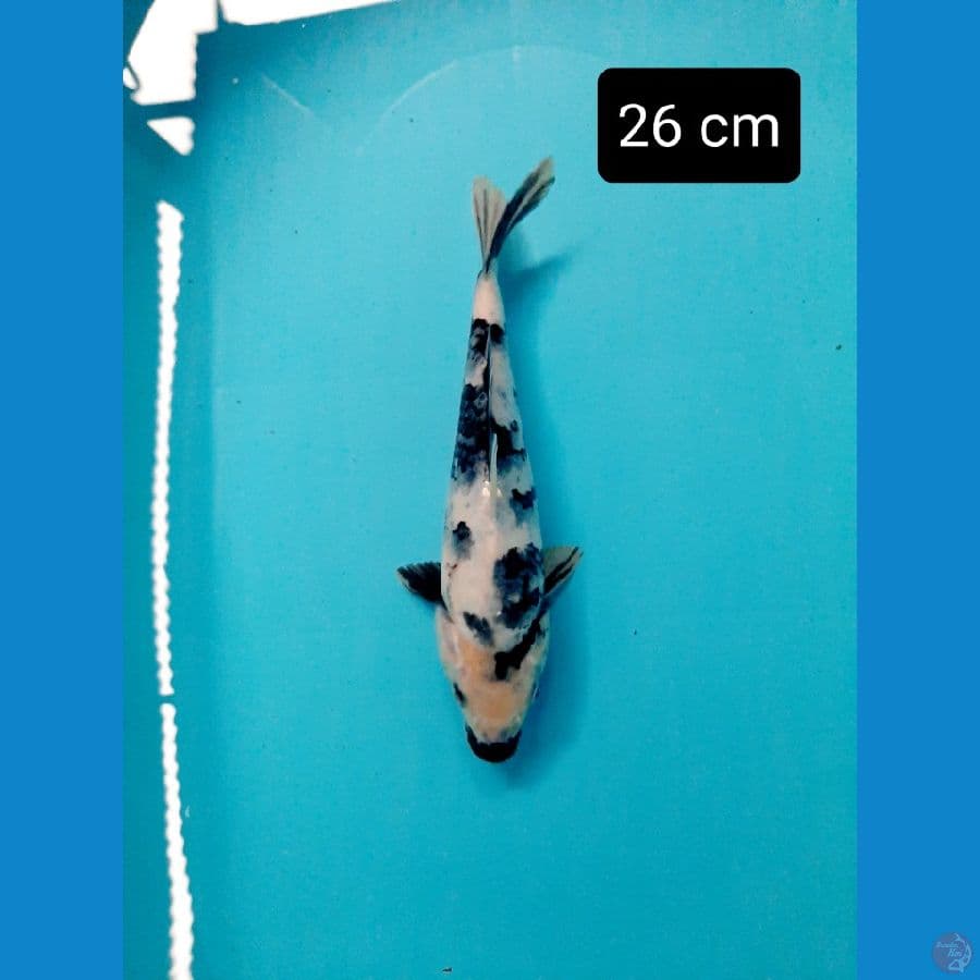 shiro 26 cm
