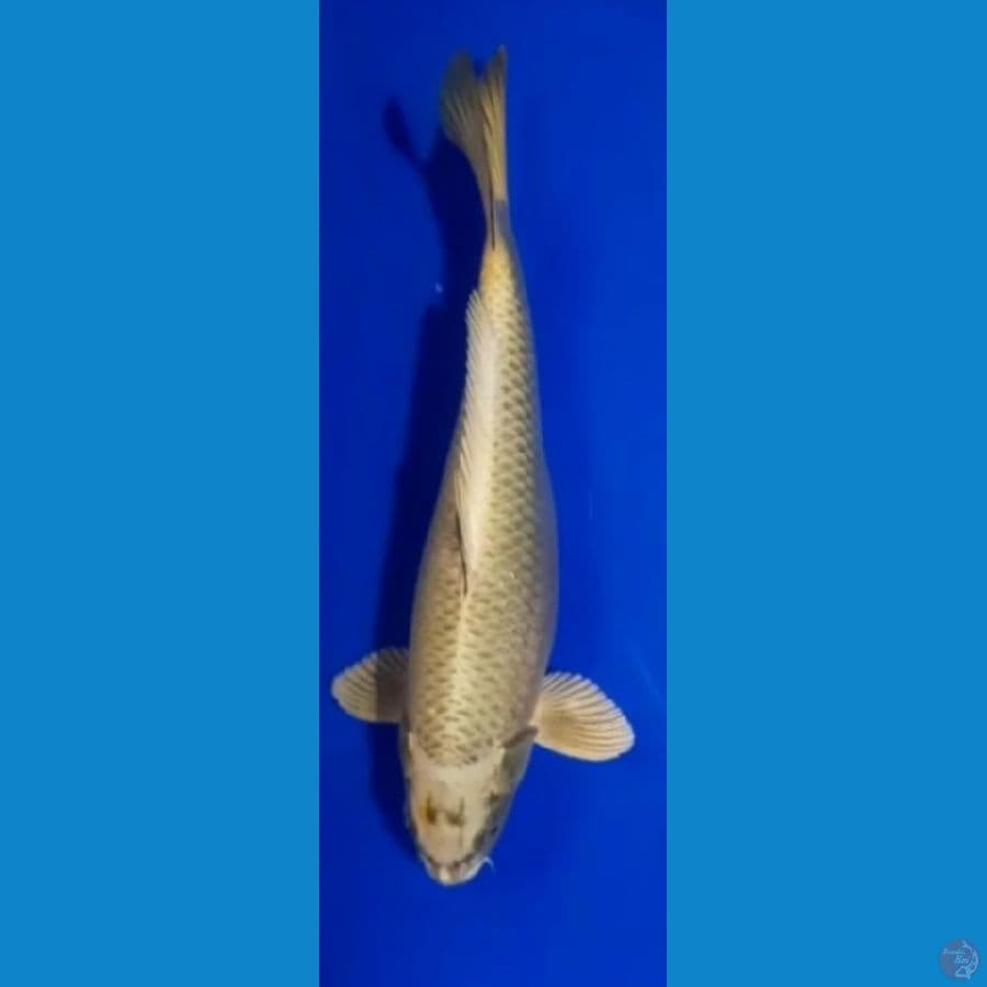 MUKASHI OGON