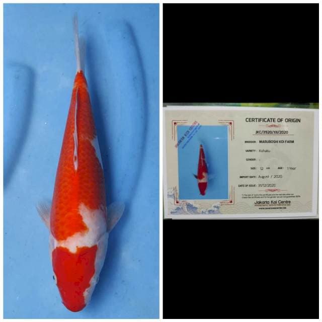 Maruboshi Kohaku
